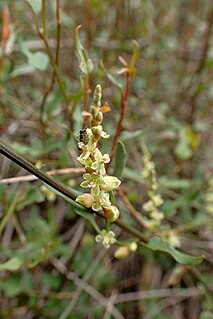 <i>Muehlenbeckia ephedroides</i> Species of flowering plant