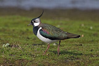 <span class="mw-page-title-main">Northern lapwing</span> Species of bird