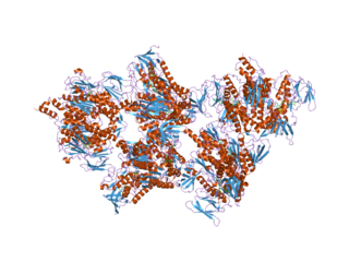 <span class="mw-page-title-main">Dihydrolipoamide dehydrogenase</span> Protein-coding gene in the species Homo sapiens