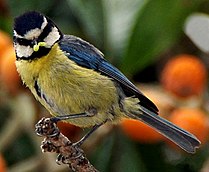 Podvrsta Parus caeruleus teneriffae