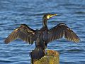 Great cormorant Phalacrocorax carbo skarv