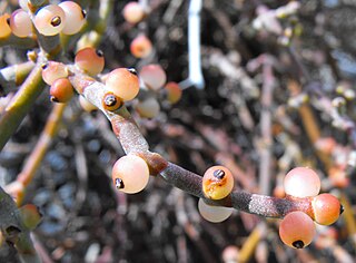 <i>Phoradendron</i> Genus of mistletoes