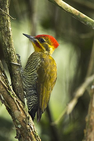 <span class="mw-page-title-main">Yellow-browed woodpecker</span> Species of bird