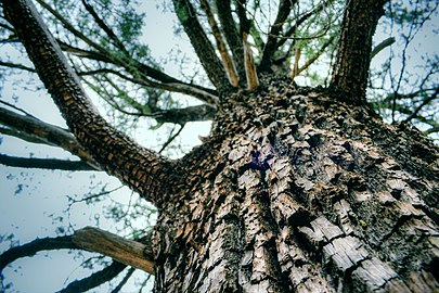 Alligator-like bark on some of the branches