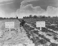 TVA fertilizer test plots, 1942