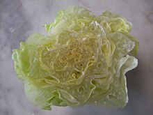 Cross section of a heart of romaine lettuce Romaine Lettuce Heart Cross Section.jpg