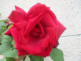 <i>Rosa</i> Ena Harkness Red Hybrid tea rose cultivar