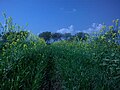 Nice View of Flowers of Mustard(Sarsoon)