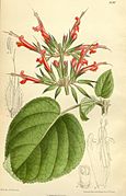 Salvia longistyla