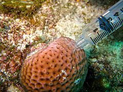 Sampling coral microbiome (27146437650).jpg