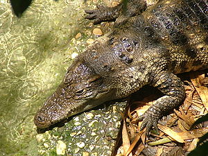 A Siamese Crocodile (Crocodylus siamensis) at the Jerusalem Biblical Zoo