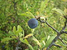 Sloe Sloe berry.jpg