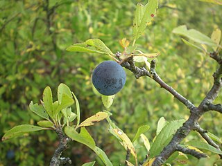 <span class="mw-page-title-main">Sloe gin</span> Red liqueur made from gin and blackthorn drupes