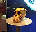 Afrikaans: Replika van die Taung-kind se skedel by Sterkfontein. English: Replica of the Taung Child's skull at Sterkfontein