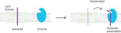 Substrate presentation; A substrate (purple rectangle) is shown sequestered into a lipid domain (green lipids). The substrate's translocation to the disordered region (grey lipids) presents it to its enzyme (blue oval) where it is hydrolyzed. Substrate translocation.png