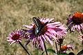 Black Swallowtail, Papilio polyxenes