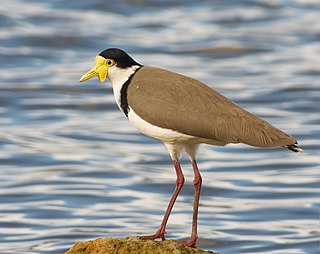 <i>Vanellus</i> Genus of birds