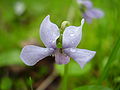 Suo-orvokki Viola palustris