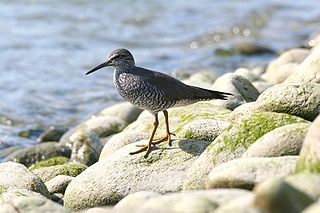 <span class="mw-page-title-main">Wandering tattler</span> Species of bird