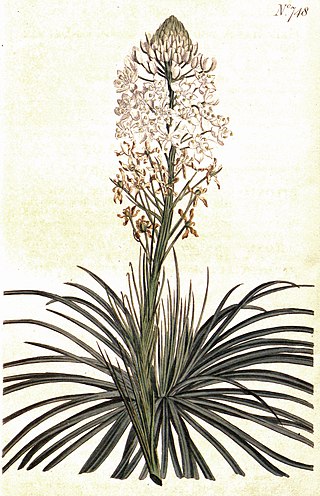 <i>Xerophyllum asphodeloides</i> Species of flowering plant