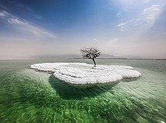 עץ על אי מלח באמצע ים המלח