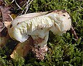 !Lactarius citriolens!