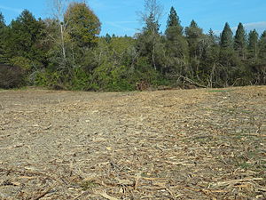 La forêt après le passage des abatteuses en septembre 2014.