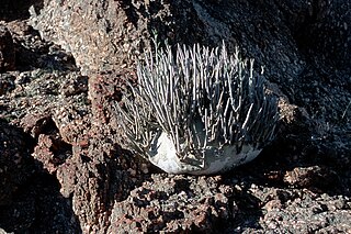 <i>Adenia</i> Genus of plants