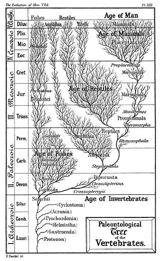 <span class="mw-page-title-main">Timeline of human evolution</span>