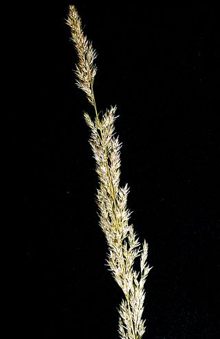 <i>Agrostis exarata</i> Species of grass