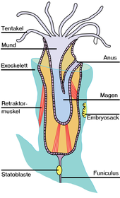 Anatomie / Aufbau des Moostierchens (Darstellung)