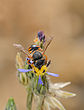 צמרנית (Anthidium auritum), נקבה אוספת צוף מישימונית דו-גונית, המכתש הגדול