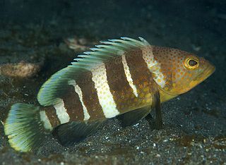 <span class="mw-page-title-main">Yellow grouper</span> Species of fish