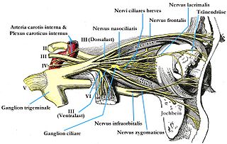 <span class="mw-page-title-main">Ciliary ganglion</span> Bundle of nerves, parasympathetic ganglion