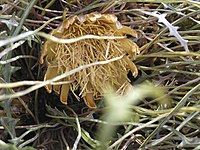 Banksia corvijuga