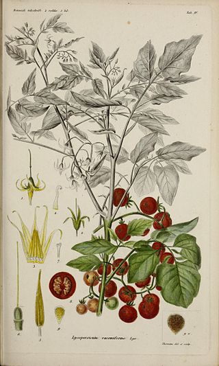 <i>Solanum pimpinellifolium</i> Ancestral Species of tomato