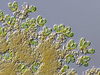 <i>Botryococcus braunii</i> Species of alga