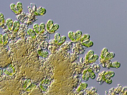 Botryococcus braunii Botryococcus braunii.jpg