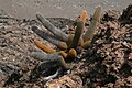 Brachycereus nesioticus