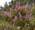 Vanligur heiðalyngur (Calluna vulgaris)