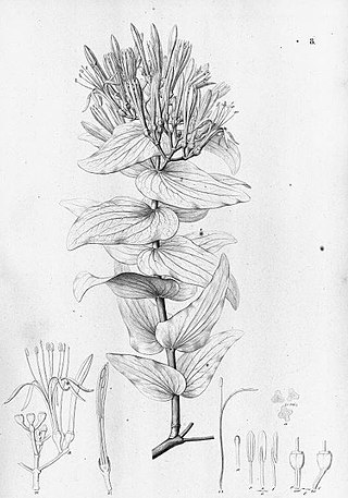 <i>Psittacanthus cordatus</i> Species of parasitic flowering plant in the family Loranthaceae