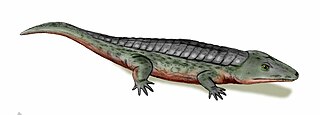 <span class="mw-page-title-main">Chroniosuchidae</span> Extinct family of tetrapodomorphs