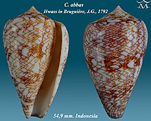 Conus abbas 1.jpg