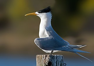 <span class="mw-page-title-main">Greater crested tern</span> Seabird in the family Laridae