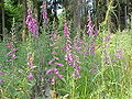 Digitalis purpurea