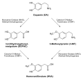 de: Teil des Dopaminabbaus im Organismus; en: A part of the physiological degradation of dopamine