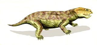 <i>Eodicynodon</i> Extinct genus of dicynodonts