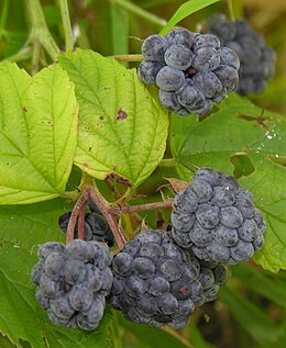 Paprastoji gervuogė (Rubus caesius)