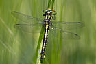 Gomphus vulgatissimus (Gemeine Keiljungfer, Weibchen) [D]