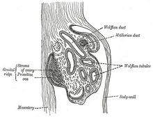 Section of the fold in the mesonephros of a chick embryo of the fourth day. Wolffian tubules are labeled to the right. Gray1106.png